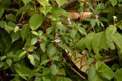 Impatiens dasysperma